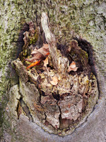 Leftover Leaves Cradled in the Base of the Broken Branch