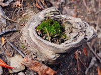Mossy Bowl Within the Tree Stump