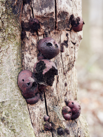 Purple Puffballs on the Wooden Wall