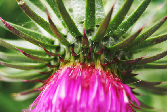 Thistle flower