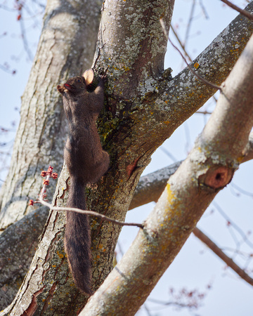 Squirrel Likes the Maple's Syrup III