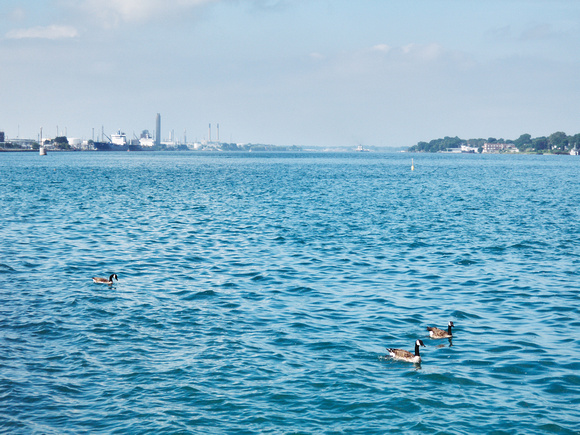Canada Geese on the Saint Clair River