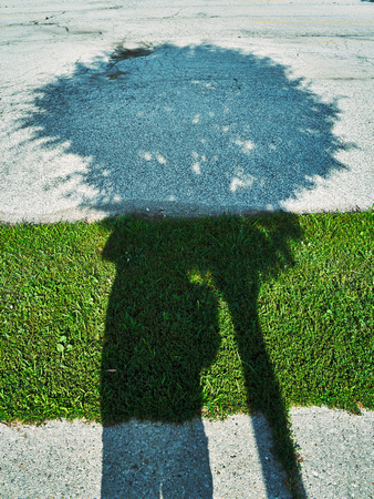 Tree Shadow on Grass and Pavement
