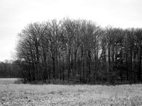 Treed hill in Rattray Marsh, Mississauga