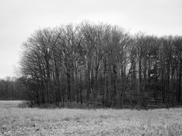 Treed hill in Rattray Marsh, Mississauga
