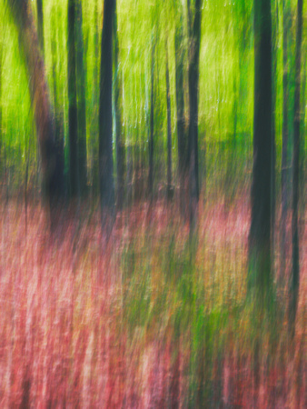 Autumn Forest Impression 17