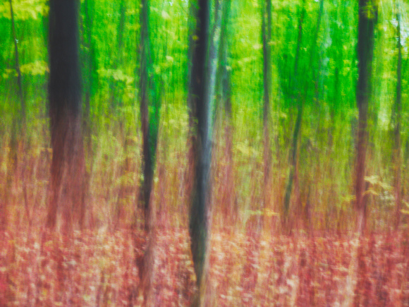 Autumn Forest Impression 16