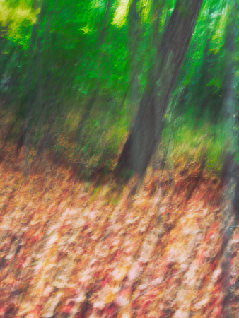 Autumn Forest Impression 6