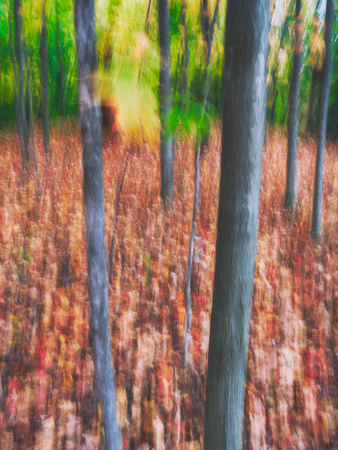 Autumn Forest Impression 1