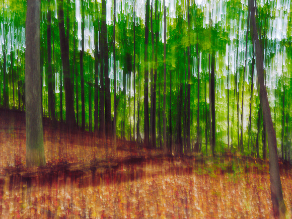 Autumn Forest Impression 23