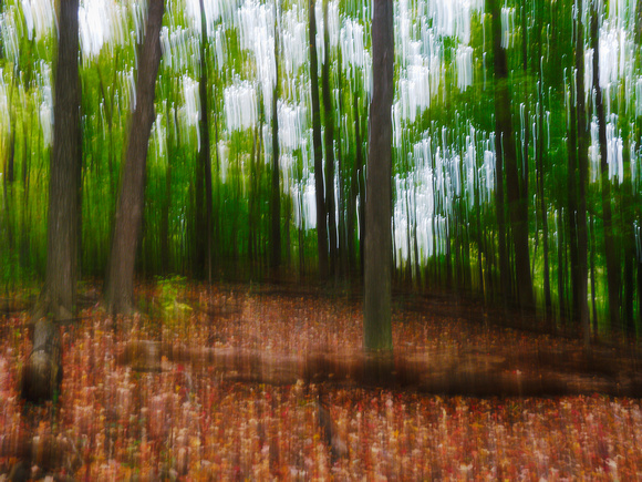 Autumn Forest Impression 24