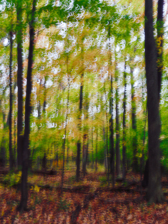 Autumn Forest Impression 19