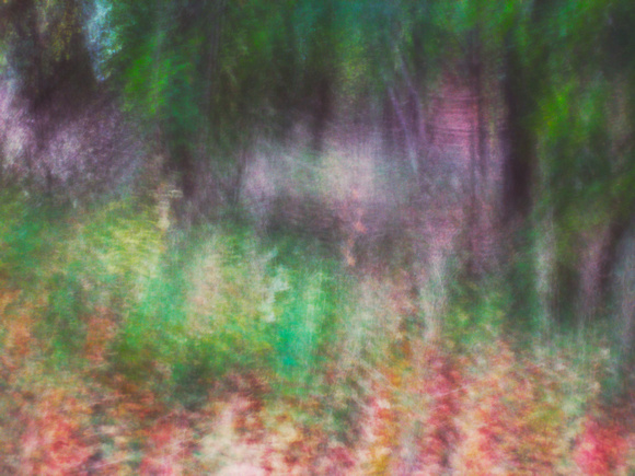 Autumn Forest Impression 8
