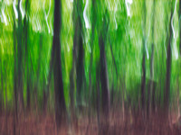 Summer Forest Impressions
