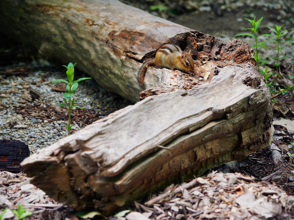 Chipmunk on a Fallen Tree in Riverwood I