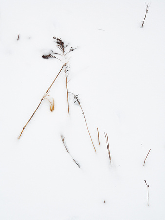 Panicles in Snow 17