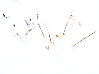 Panicles in Snow 12