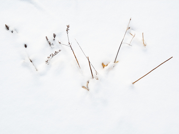 Panicles in Snow 12