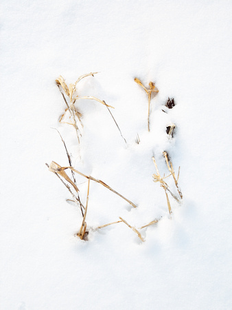 Panicles in Snow 10