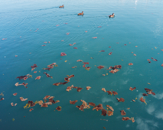Swimming Ducks, Floating Algae