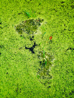 Rattray Marsh Algae 2