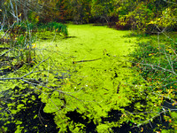 Rattray Marsh Algae 3