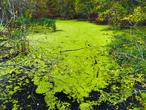 Rattray Marsh Algae 3