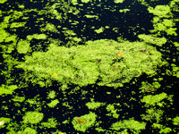 Rattray Marsh Algae 5