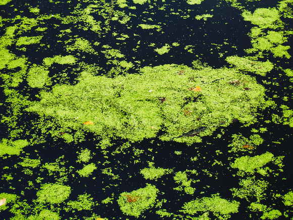 Rattray Marsh Algae 5