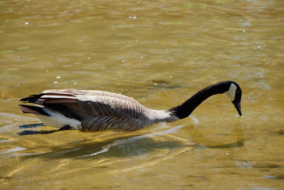 Canada Goose Gliding and Gazing in the River