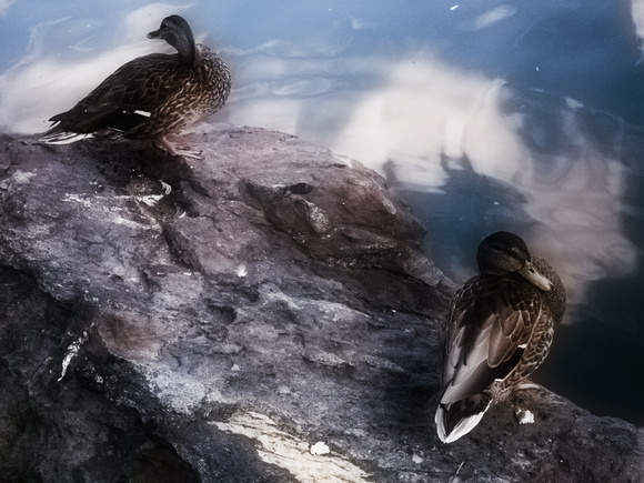 Mallard Ducks in Kariya Park