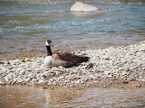 Canada Goose Glances at Me While Resting on the Shoal