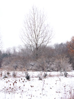 The Middle of Credit Meadows, Winter 11
