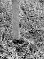 Tree trunk in Rattray Marsh, Mississauga