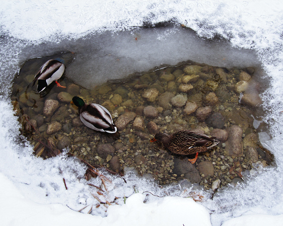 Mallard ducks in ring of ice in Kariya Park, Mississauga