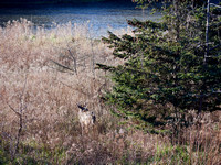 Deer in the Meadow and Floodplain on Saluit Island I