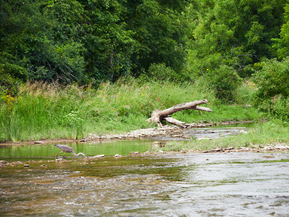 Great Blue Heron Where the River Forks