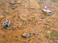 Female Mallards Preening Face-to-Face on the River Rocks