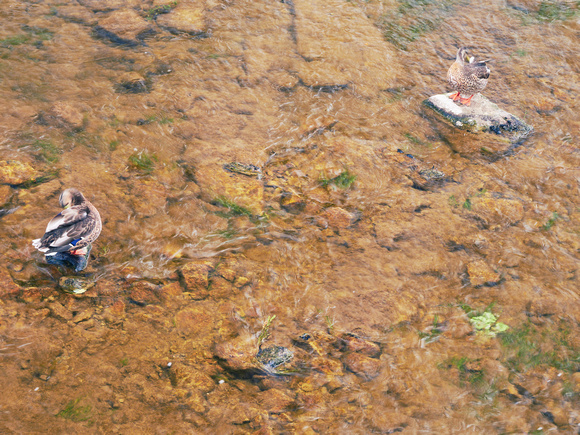 Female Mallards Preening Face-to-Face on the River Rocks