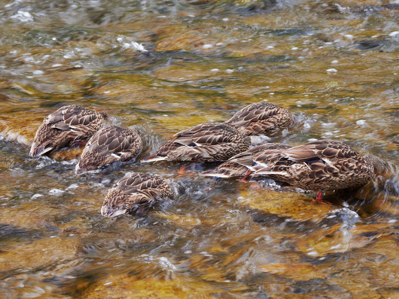 Seven Female Mallards Swimming, Feeding Up the Credit River II