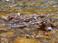 Seven Female Mallards Swimming, Feeding Up the Credit River I