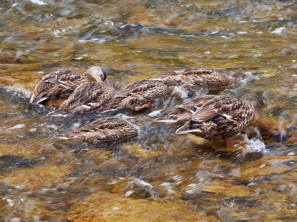 Seven Female Mallards Swimming, Feeding Up the Credit River I