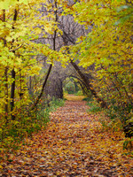 Trail Through the Yellow Maple Tunnel