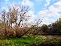Leafless Willow in the Meadow by the River's Banks