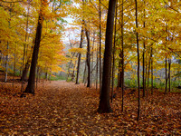 Riverwood Trails, Autumn 17