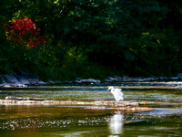 Egret About the Credit River