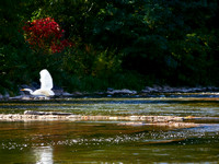 Egret About the Credit River 5