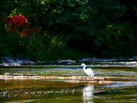 Egret About the Credit River 3