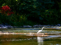 Egret About the Credit River 1