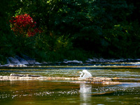 Egret About the Credit River 4
